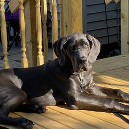 Great Danes from Limestone Farm Danes