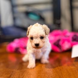 Elsa - Parti female Maltipoo puppy in Bells, Texas from Partridge Doodles and Poodles