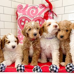 Goldendoodles and Poodles from South Paw Doodle Co
