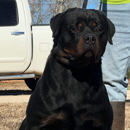 French Bulldogs and Rottweilers from Vom Schwarzen-Eis Rottweilers