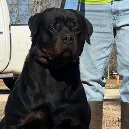 French Bulldogs and Rottweilers from Vom Schwarzen-Eis Rottweilers