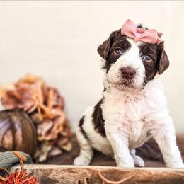 Jade - Parti female Poodle puppy in Gaylord, Michigan from Dog Mom Co. Poodles