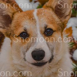 Miniature Pinschers and Pembroke Welsh Corgis from Snomoon Miniature Pinschers  & Pembroke Welsh Corgi