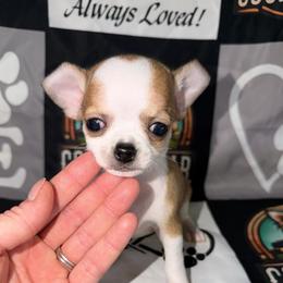Alvin - Black sabled fawn male Chihuahua puppy in Palmyra, Indiana from Country Star Chihuahuas