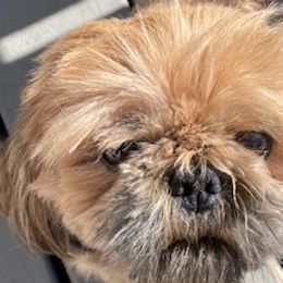 Rocky - Shih Tzu