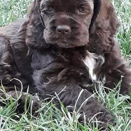Cocker Spaniel Puppies from Doc's Cockers