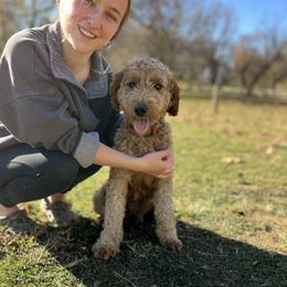 Clementine - Goldendoodle