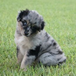 Australian Shepherd Puppies from Crown C Aussies