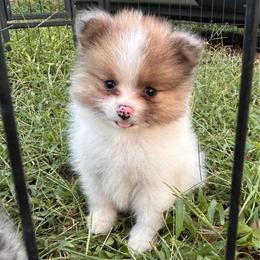 Bacon Bit - Chocolate parti male Pomeranian puppy in Somerset, Kentucky from Perez Pomeranians