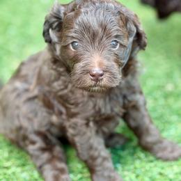 Girl 2 - Chocolate female Goldendoodle puppy in Tyler, Texas from Sassy’s Hollywood Poodles & Doodles - Tyler, TX
