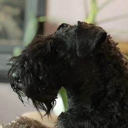 Brigid - Kerry Blue Terrier