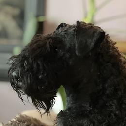 Brigid - Kerry Blue Terrier