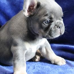 French Bulldog Puppies from R & S Frenchies