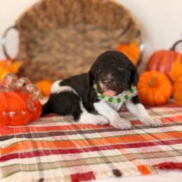 Pogo - Parti male Poodle puppy in Lavonia, Georgia from Peach Blossom Kennels