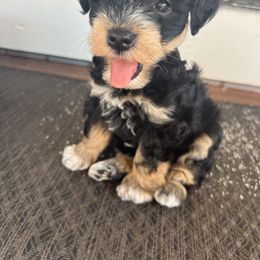 Girl 2 - Parti female Miniature Schnauzer puppy in Contra Costa County, California from Shawn’s Toy Schnauzers’s