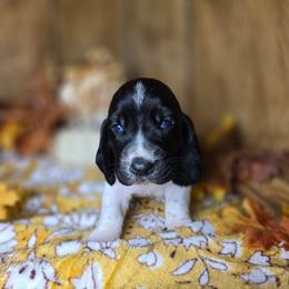 Viserys - Black and white male Basset Hound puppy in Valley, Washington from Enchanted Valley Paws