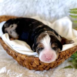 Truffles - Merle male Bernedoodle puppy in Bremen, Indiana from Farmland Doodles