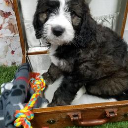 Bernedoodle, Goldendoodle, and Poodle Puppies from Granton Creek