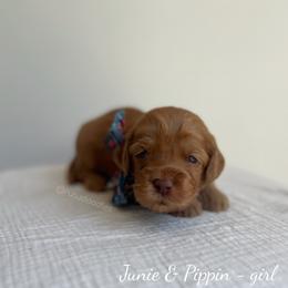 Reef - Caramel female Australian Labradoodle puppy in Belding, Michigan from Rutu Australian Labradoodles