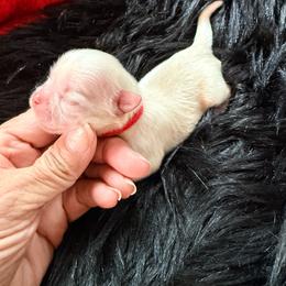 Cartier - White male Shih Tzu puppy in Port Orchard, Washington from Buttons N Bows