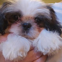Red collar boy - Tricolor male Shih Tzu puppy in Woodsfield, Ohio from ROSE LANE SHIH TZUS