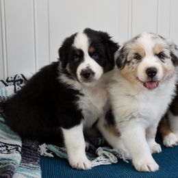 Australian Shepherd Puppies from Indigo Grove Aussies