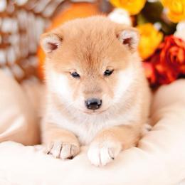 Oha Red Girl - Red female Shiba Inu puppy in Neosho, Missouri from Sunny Terrace Shibas