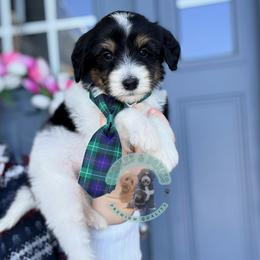 Frosty - Black and white male Sheepadoodle puppy in Marion, Ohio from Doodles & Doxies