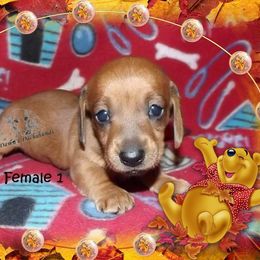 Dachshund Puppies from Dawn's Dachshunds