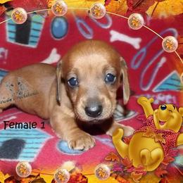 Dachshund Puppies from Dawn's Dachshunds