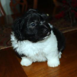 Indiana Dune - Black and white male Havanese puppy in Hamptonville, North Carolina from Alabama Havanese Kennel Tidewater Kennel