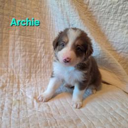 Archie - Tri-color male Border Collie puppy in Watsontown, Pennsylvania from Kate Gresham