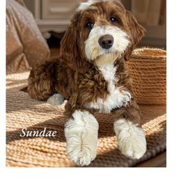 Sundae - Goldendoodle