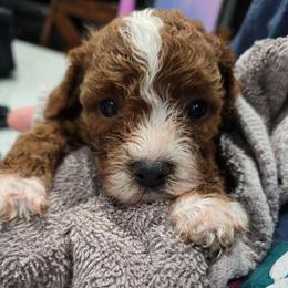 Boy 5 - Red male Cavapoo puppy in Knoxville, Tennessee from Shannan's Cavapoos