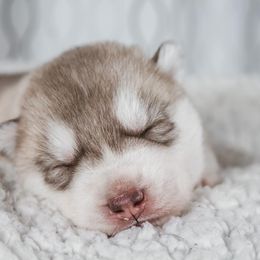Siberian Husky Puppies from North River Siberians