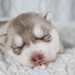 Siberian Husky Puppies from North River Siberians
