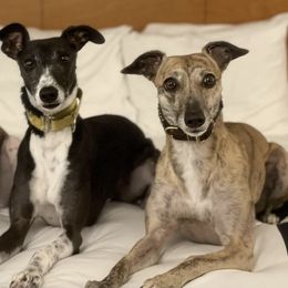 Whippets from Wild About Whippets