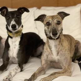 Whippets from Wild About Whippets