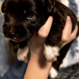 Bridget - Liver female Miniature Schnauzer puppy in Frankford, Delaware from Miniature Schnauzers of Delmarva