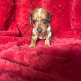 Orion - Dapple male Dachshund puppy in Opelika, Alabama from Dachshund Darlins
