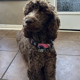 Pepper - Poodle