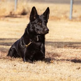 German Shepherd All Grown Up from Kaw-Tal German Shepherds