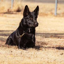 German Shepherd All Grown Up from Kaw-Tal German Shepherds