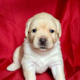 Girl 1 - Yellow female Labrador Retriever puppy in Vero Beach, Florida from Southern Sunshine Labradors