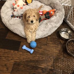 Goldendoodle Puppies from Puppy Love Doodles