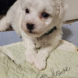 Bichon Frise, Maltese, Maltipoo, and Shih Tzu Puppies from Cooley's Cuddle Pups