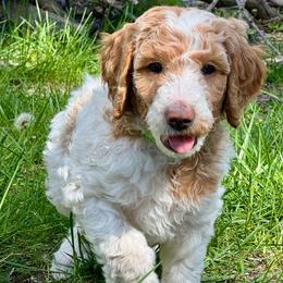 Kale (Lime Green) - Parti male Poodle puppy in Burwell, Nebraska from Petersen Poodles