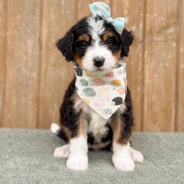 Tink - Tri-color female Bernedoodle puppy in Bellville, Ohio from Bernedoodle Buddies