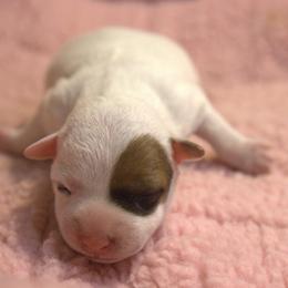 Pumpkin - White and tan female Parson Russell Terrier puppy in Menifee, California from Wendover Terriers