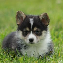 Boy 2 - Black and tan male Pembroke Welsh Corgi puppy in Williams, California from Bear Creek Corgis